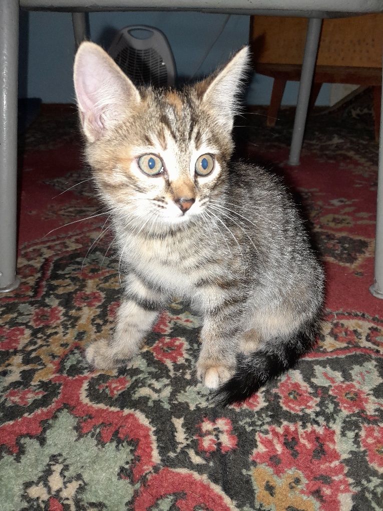 Котята бесплатно
