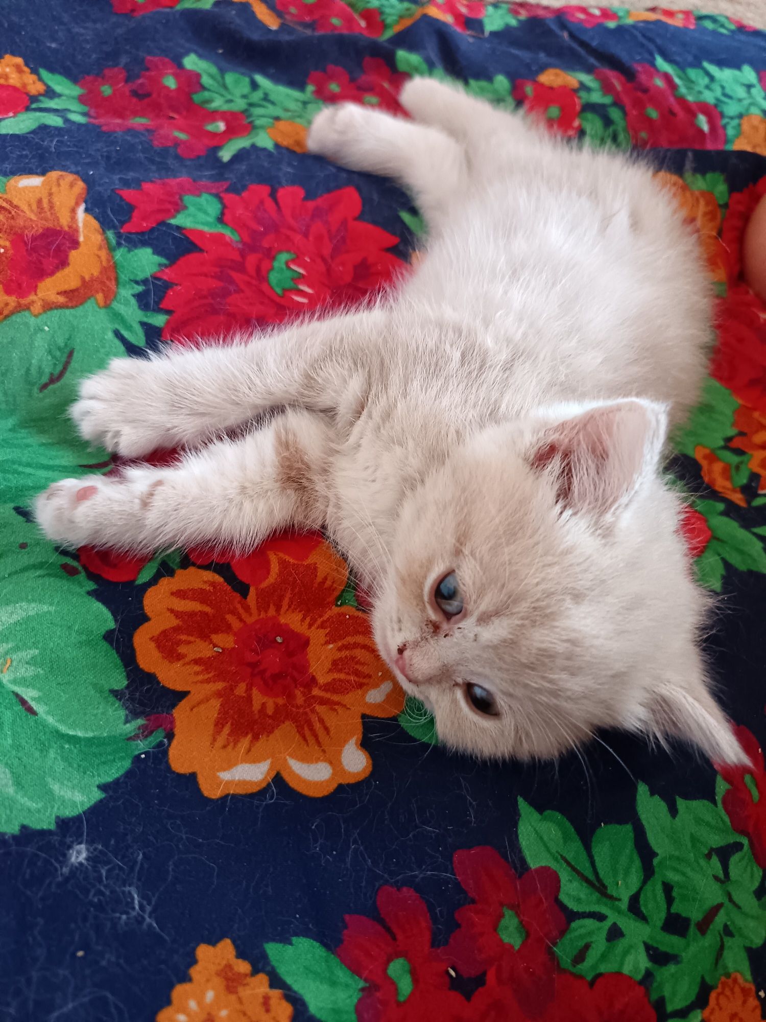Scottish fold va strayt mushukchala