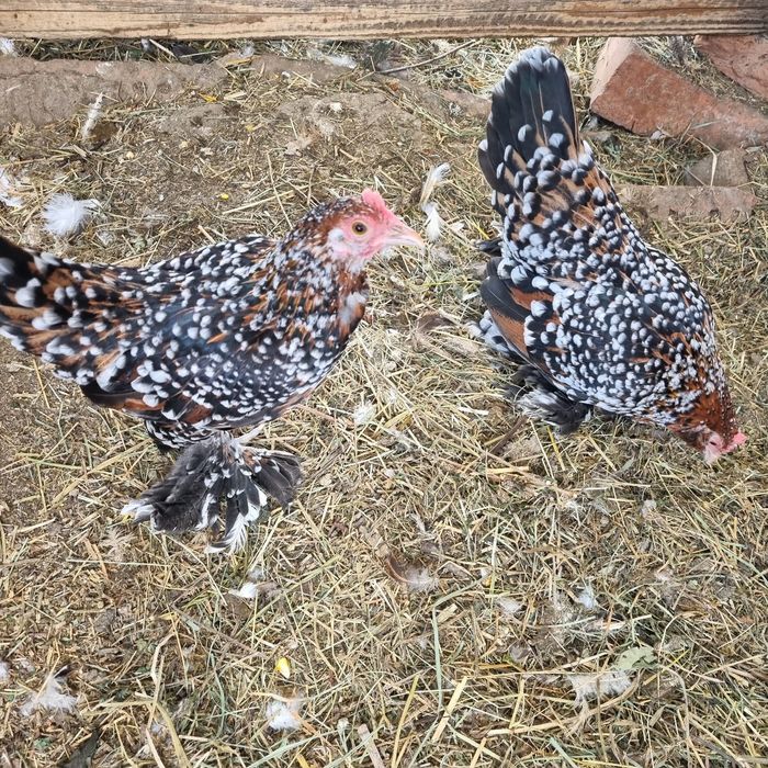 Găini mii de flori