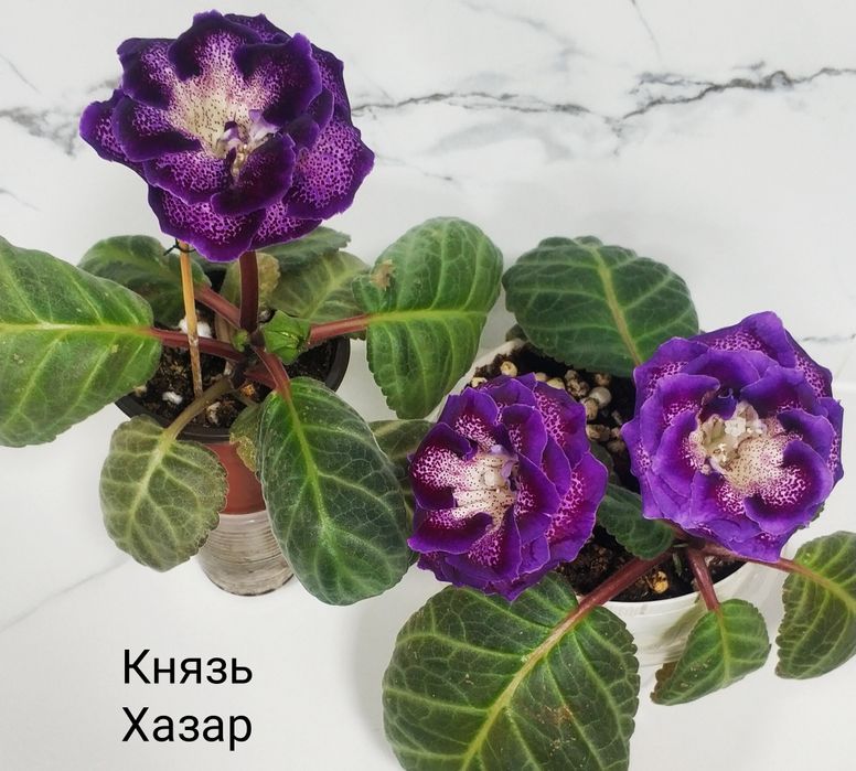 Цветущие глоксинии.