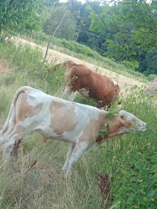 Vând 5 tăurași și un taur