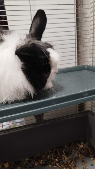 Подарявам зайче мини