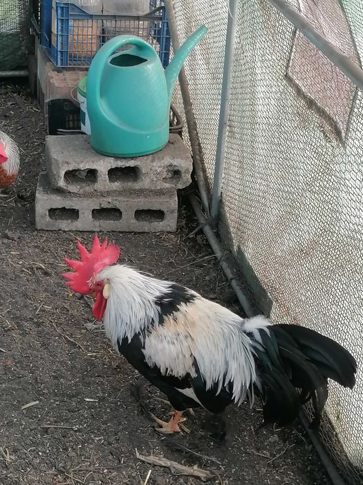 Петли Легхорн Бял, Сребърна Италянка и Ексченджр