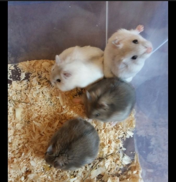 Donez hamsteri pitici rusesti