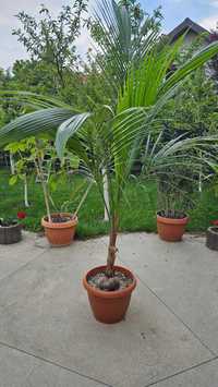 Palmier cocotier 2.5-3m Cocos nucifera (nuca cocos)