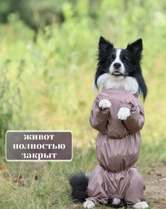 Костюм для собак