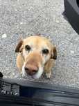 Donez urgent femela Labrador!!