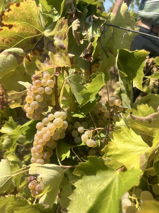 Struguri de vin!