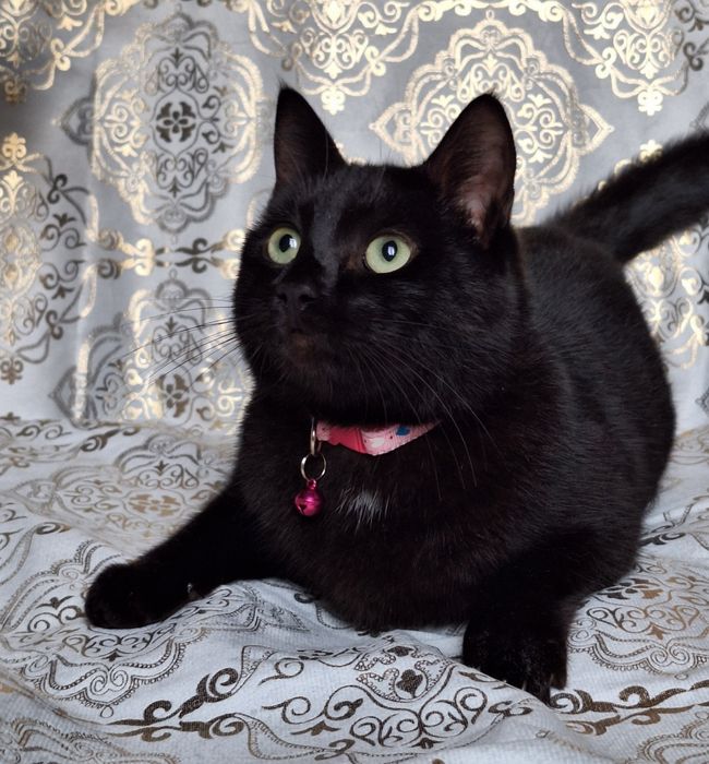 Подари Шейле семью