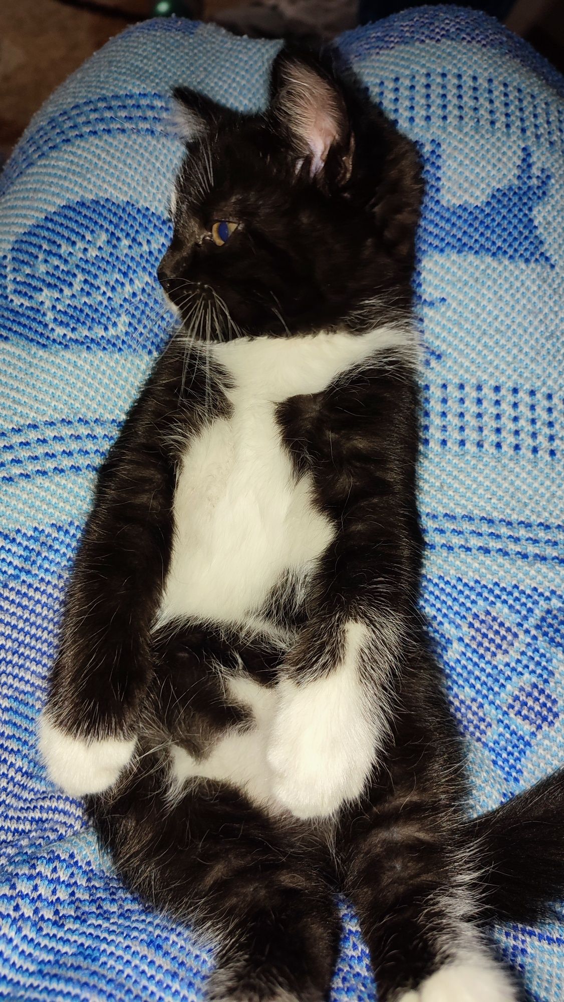 Котята от мамы британки мышеловки