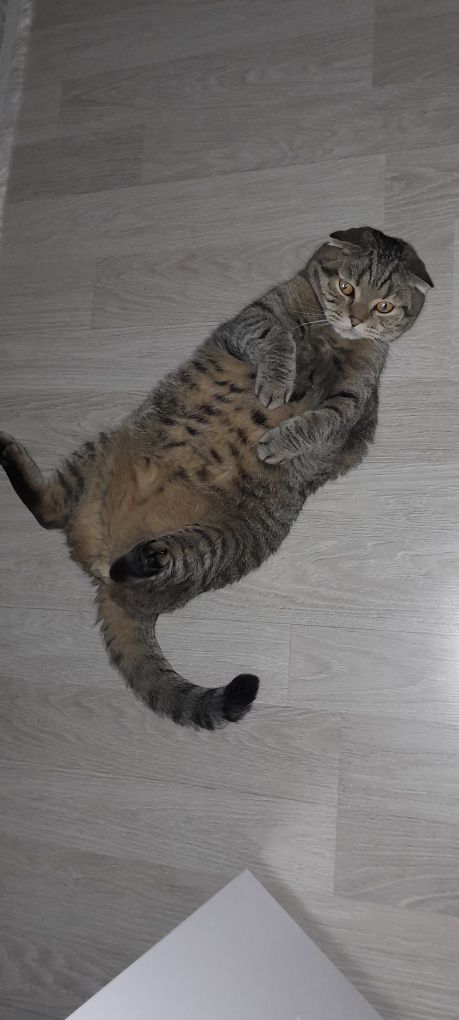 Бесплатна кошка отдам даром