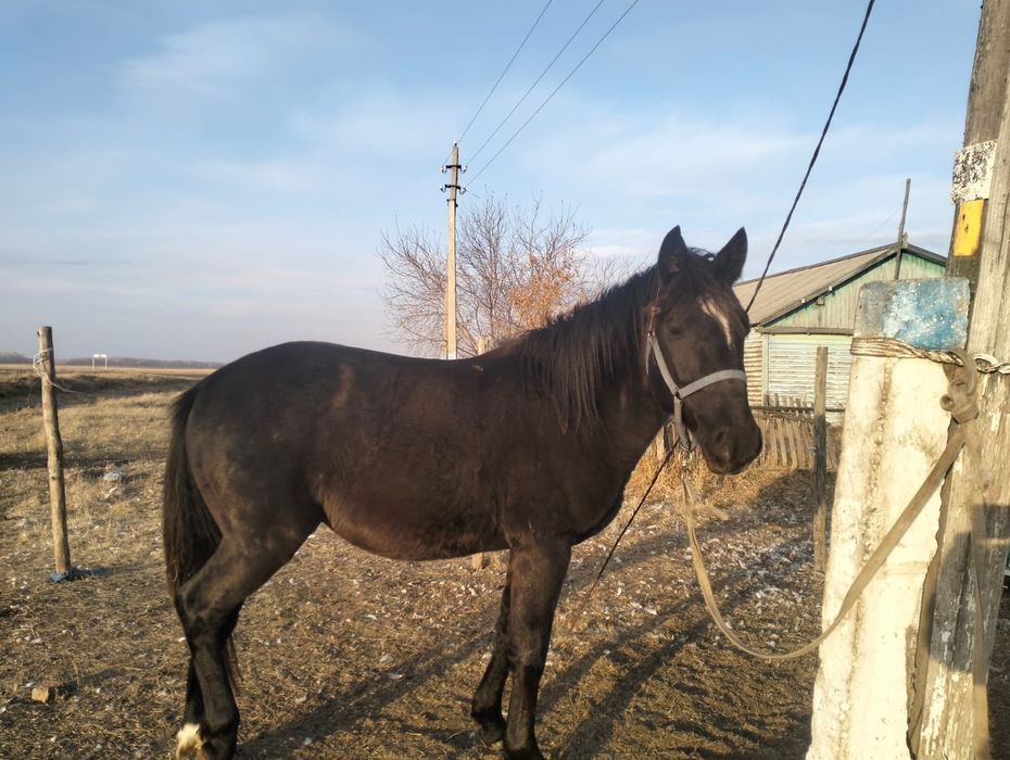 Срочно продам лошадь