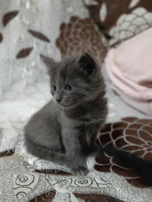 Отдам котят в добрые руки