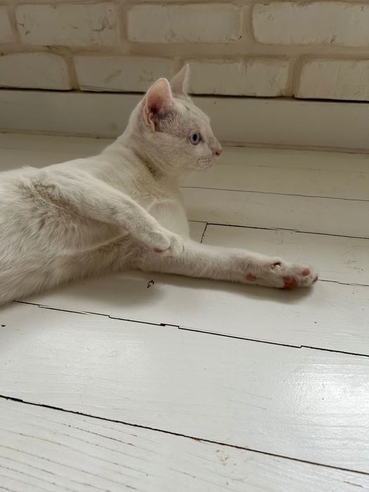Подарявам мъжко коте с разноцветни очи