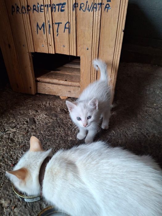 Ofer spre adoptie pui de pisica