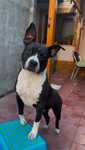 American Staffordshire Terrier [amstaff]