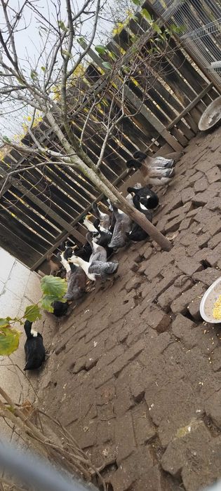 De vânzare 13 rate și 7 rațoi românești preț 100 lei bucata