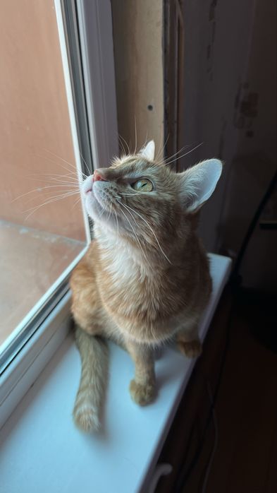 Продаю кошечку девочку