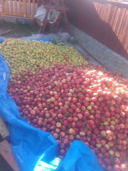 Vand mere pentru tuica