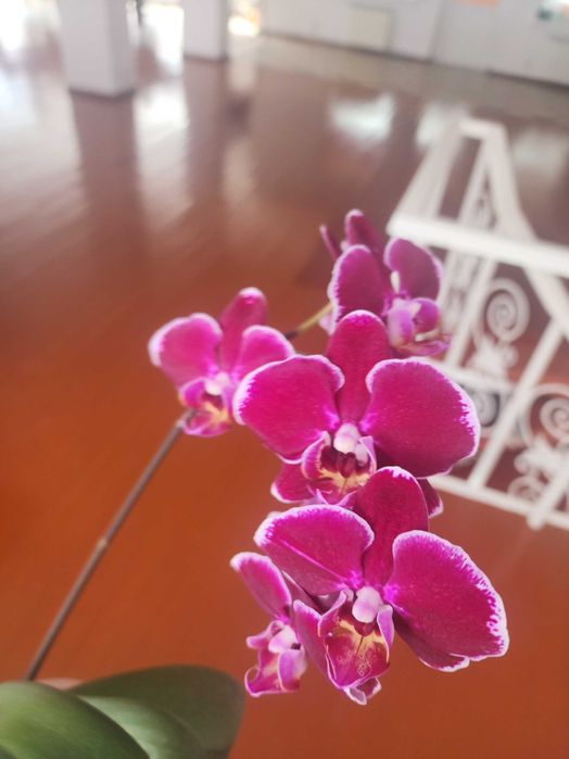 орхидеи горшки удобрения