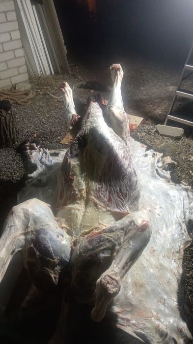 Касапшы кызмети. Халал, адал