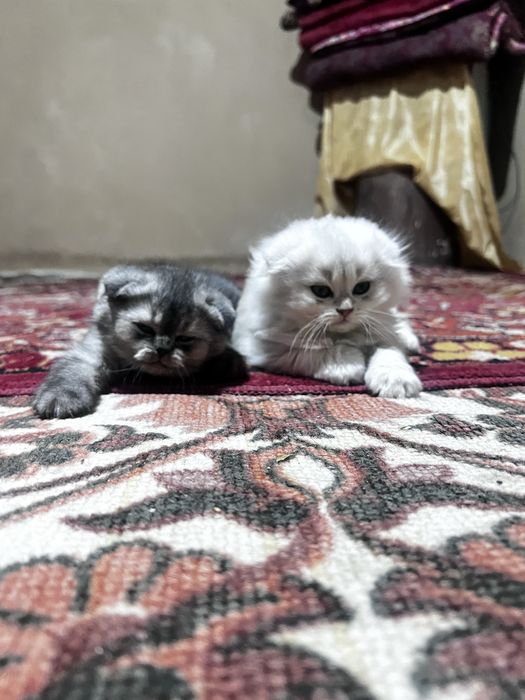 британский котяты от дам добрым рукам