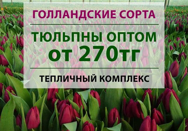 Тюльпаны оптом от 270тг. Напрямую из теплицы