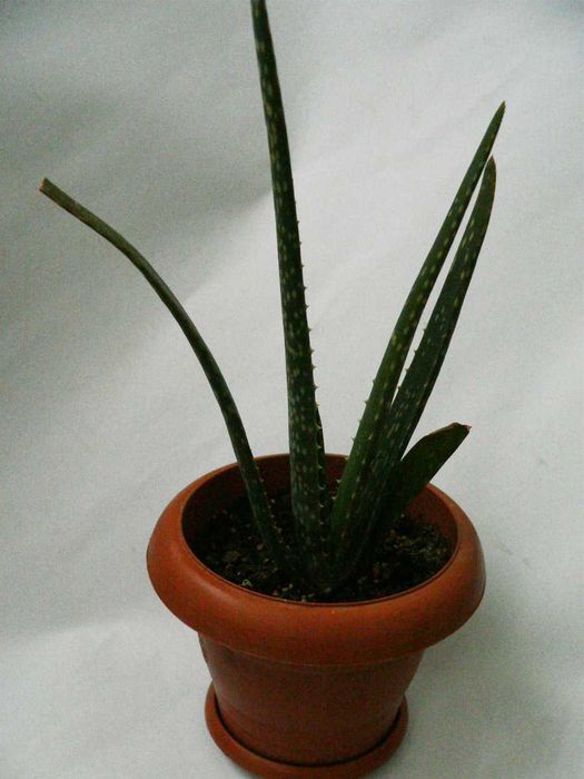 Алое Вера Барбаденсис в Саксия - Биологично Отглеждано