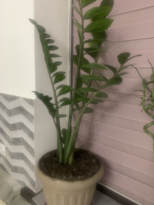 Продам замиокуоликус