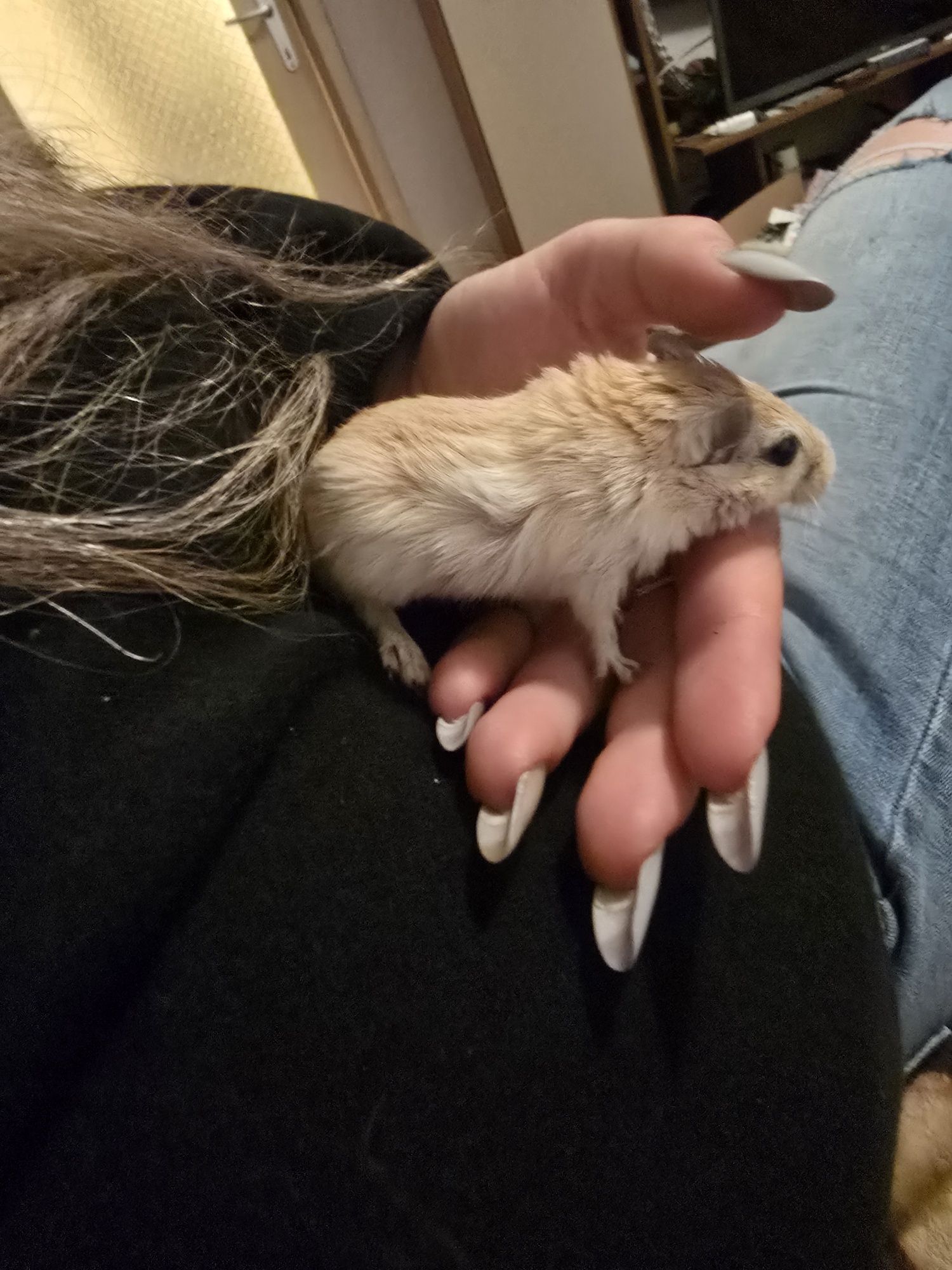 Gerbili blanzi pentru adoptie