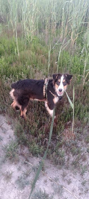 Австралийская овчарка