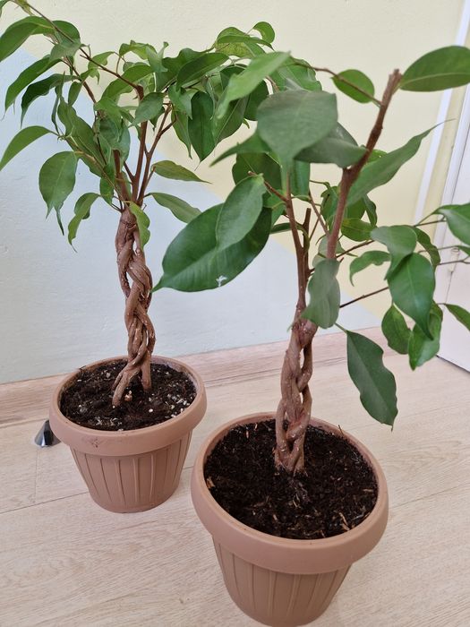 Ficus impletit, benjamina exotic