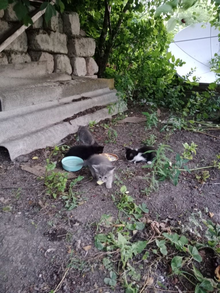 Котята  животные