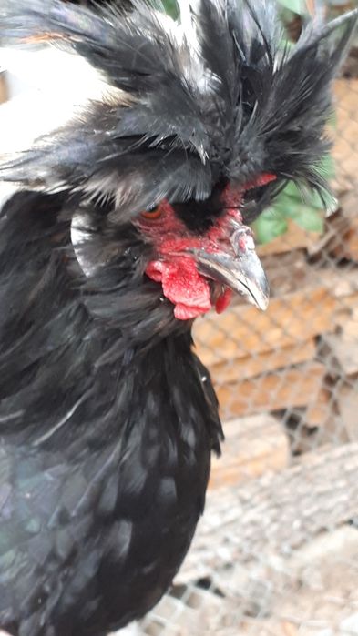 Moțat olandez matur