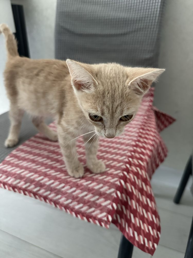 Котенок девочка бесплатно в добрые руки