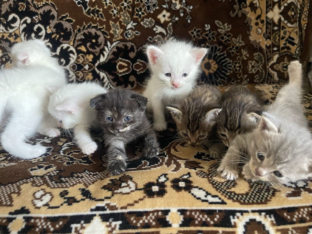 Zotli mushuklarchalar oppoq mushuk va rangli mushuk ovqat yeydi  2oyli