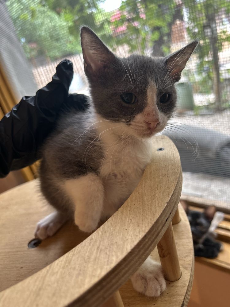 Осинови котенце