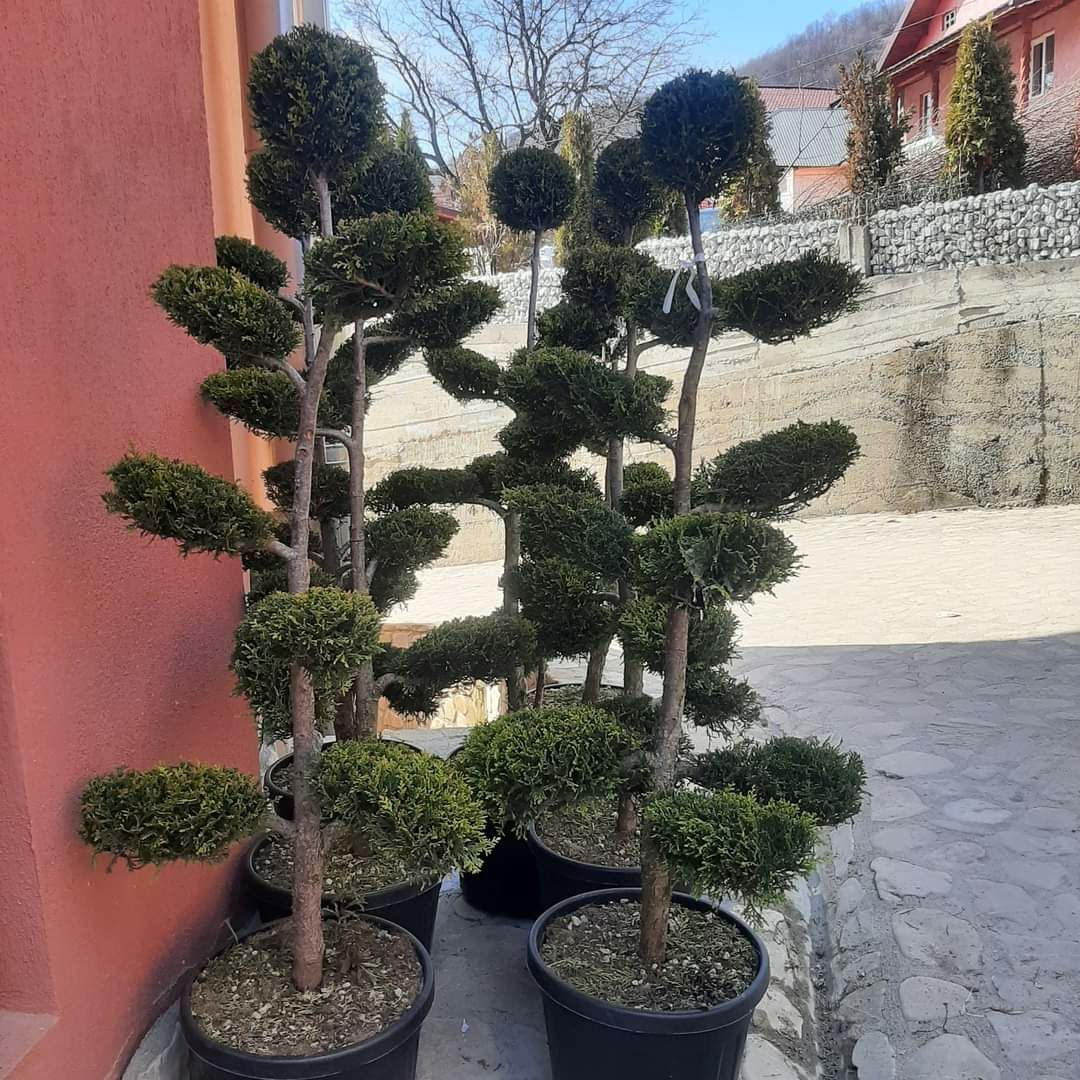 Plante ornamentale si rulou de gazon