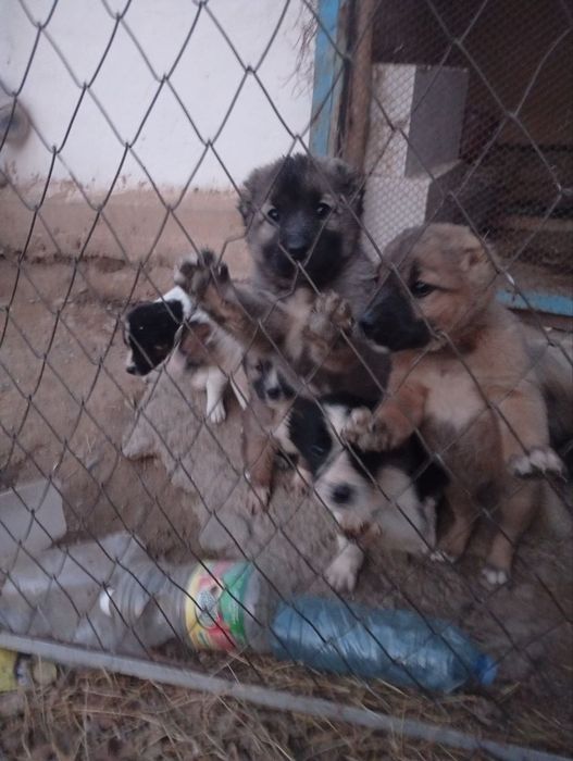 Chopon gidiklar sotiladi