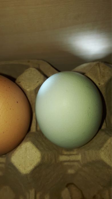 Амераука. Куры несущие голубые яйца.