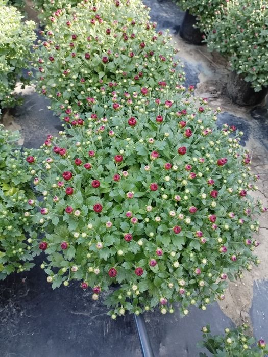 Crizanteme de vanzare