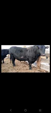 Продаётся племенной бык Абердина Ангуской породы.