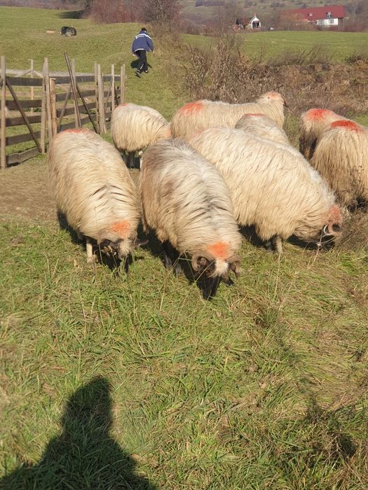 Vand oi breze și un berbec strămior