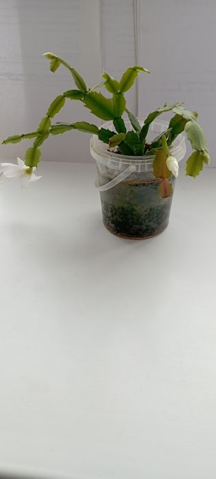 Домашний цветок,декабрист