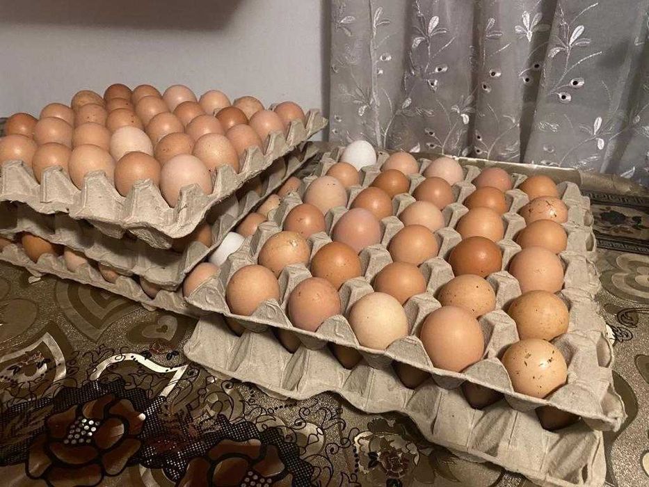 Oua de găină proaspete de consum