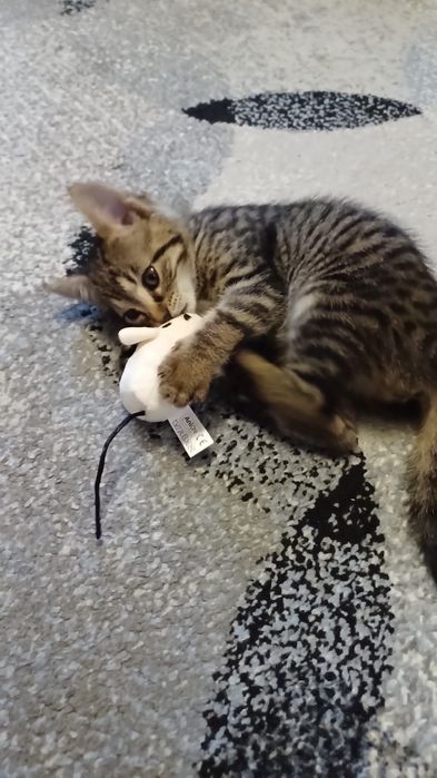 Adoptie pisicuta 7 luni, sterilizata, vaccinta, carnet de sanatate