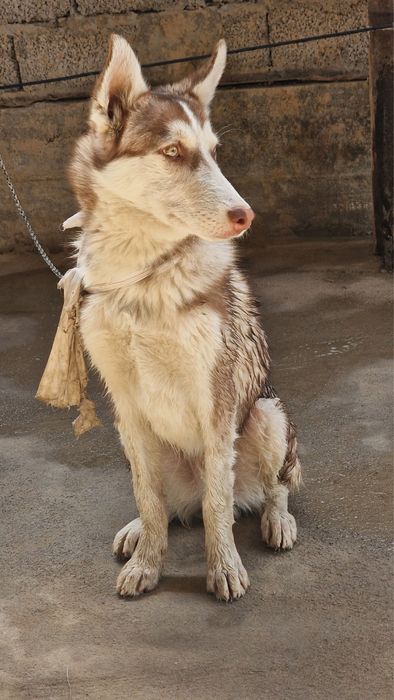 Продаётся собака парода Husky.