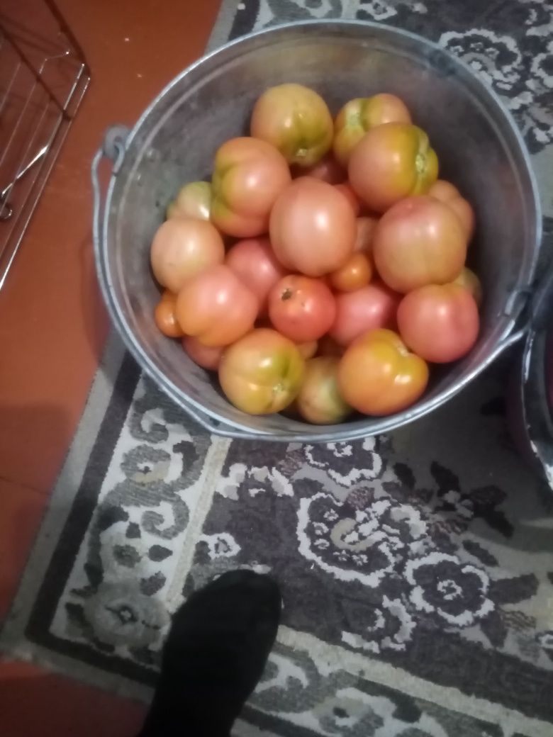 Помидоры домашние