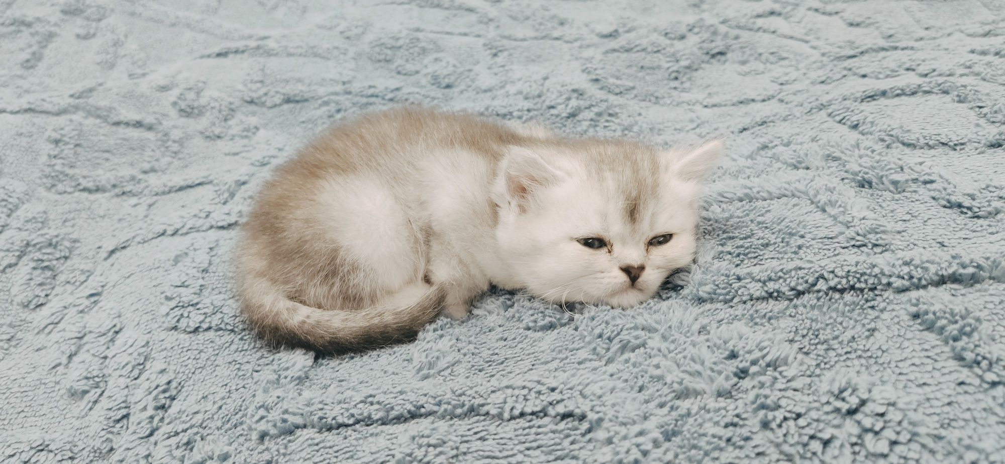 Британский шиншилла 1.5 месяца