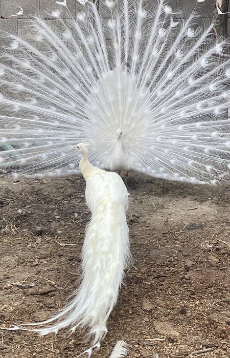 Белые Павлины молоднях